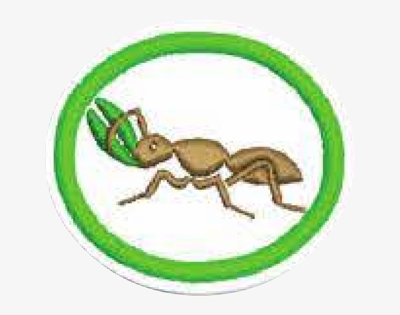 23, 30 September 2014 - Ant, transparent png #2202753