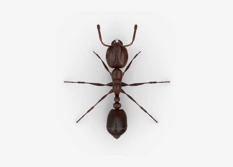 Fire Ant Top View, transparent png #2202757