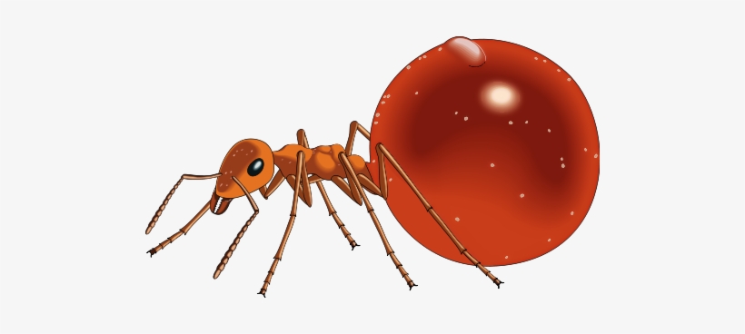 Ants Clipart Transparent - Honey Pot Ant Clip Art, transparent png #2202885