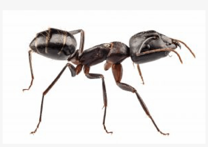 Carpenter Ants - Ant [book], transparent png #2203156