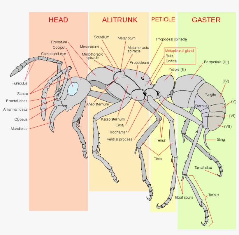 Scheme Ant Worker Anatomy-en - Ant Anatomy, transparent png #2203213