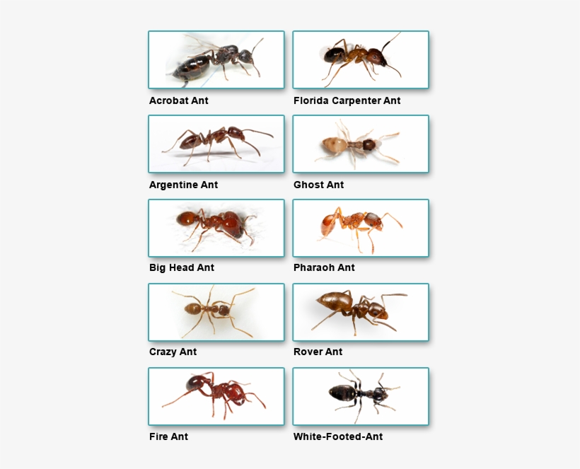 The Electrician Said The Ants Will Sometimes Get Into - Outdoor Ants, transparent png #2203518