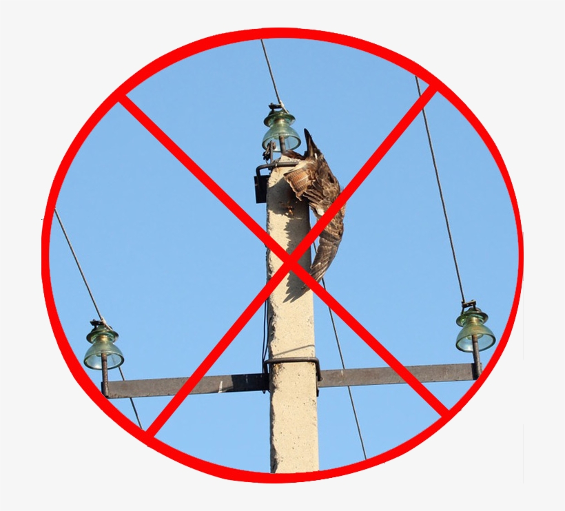 New Requirements To Prevent The Bird Electrocution - Хищные Птицы Нижегородской Области, transparent png #2208067