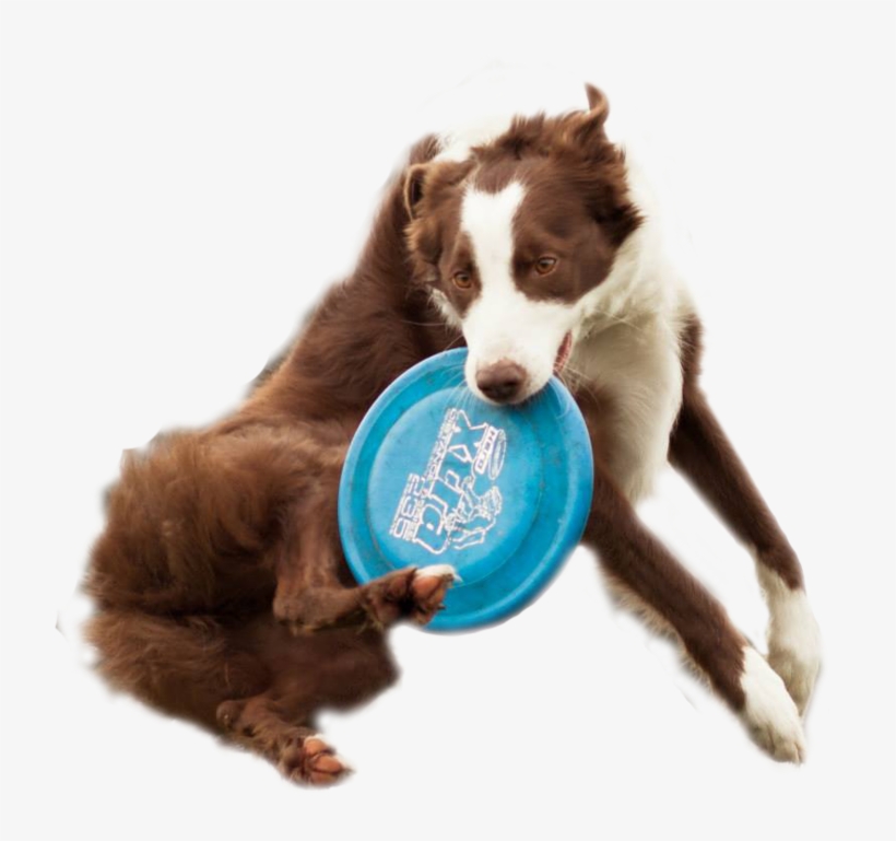 Dog Catching Frisbee White Background, transparent png #2210263