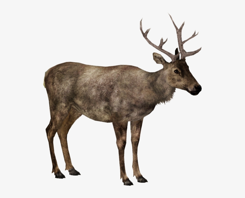 Elk - Elk Png, transparent png #2211517