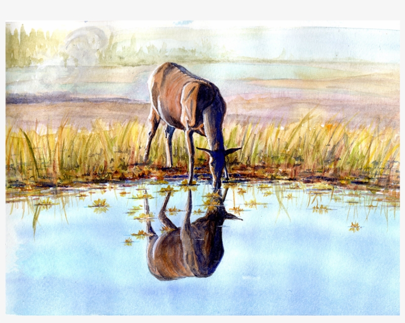 Elk Before Sunset At Yellowstone National Park - Freshwater Marsh, transparent png #2211546