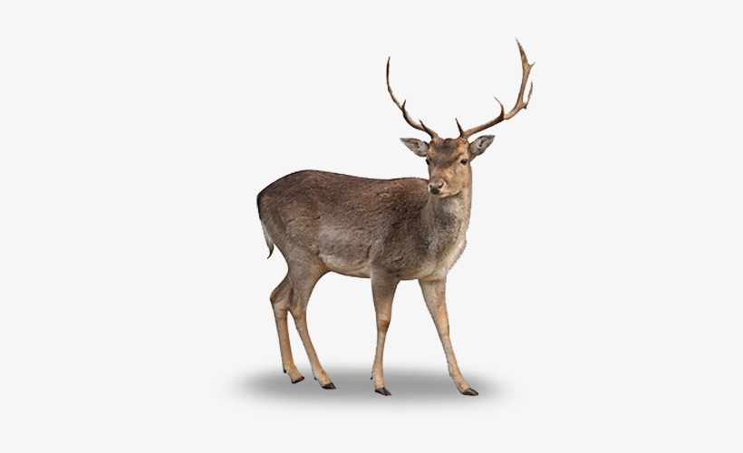 Tierisch Unterwegs People Png, Cut Out People, Deer - Deer Png, transparent png #2211629