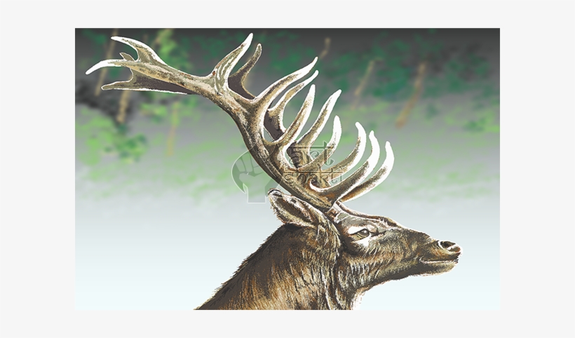 Elk Graphics Painting Forest Background - Elk, transparent png #2211737