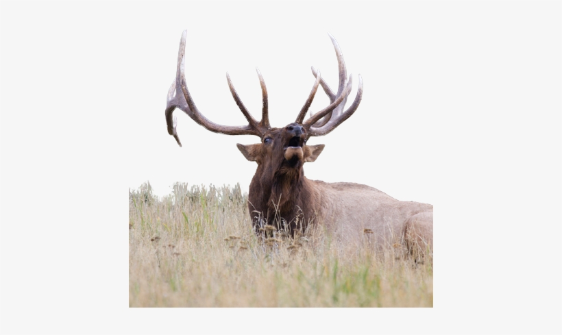New-elk - Elk, transparent png #2211760