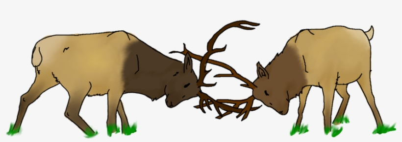 Elk Fighting By Destynee33 On Deviantart - Elk Fighting Drawing, transparent png #2211807