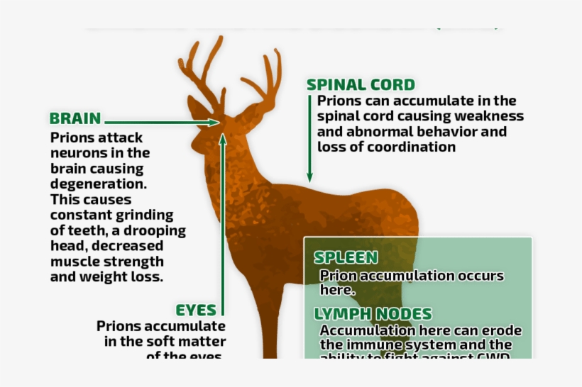 Cwd In Elk Spreading Slowly, Now In Hunt Area 66 Near - Buckrail, transparent png #2211880