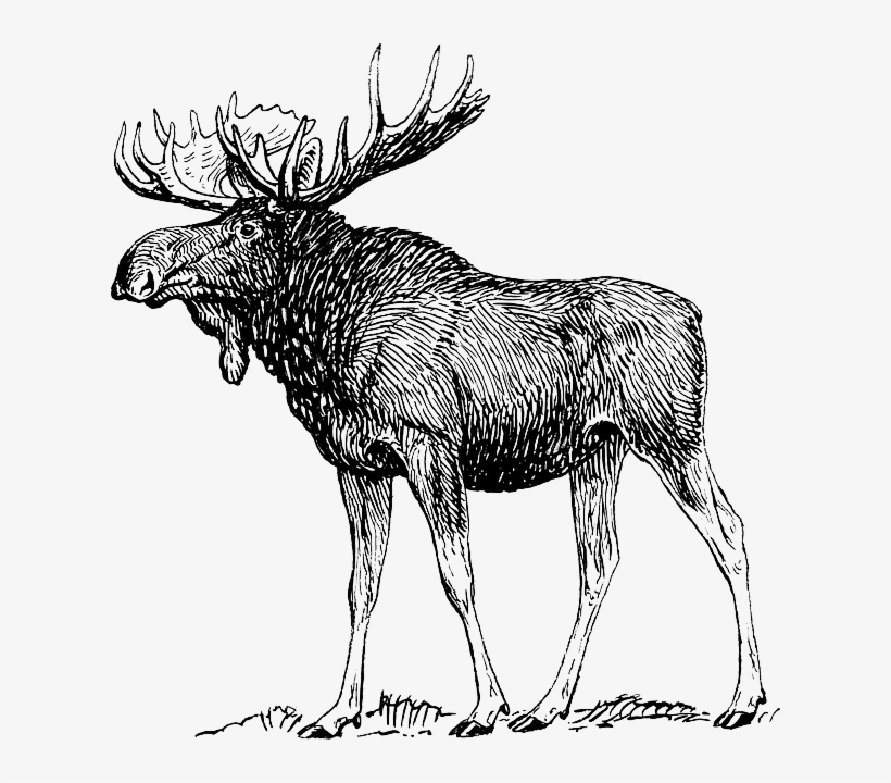 Moose, Elk, Reindeer, Antlers, Animal, Biology, Mammal - Moose Drawing, transparent png #2211976