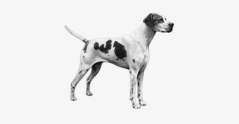 Pointer - B&w - Bowers & Wilkins, transparent png #2212397