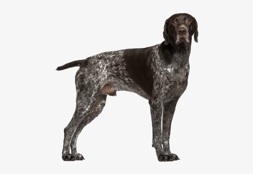 Appearance Of German Shorthaired Pointer - German Shorthaired Pointer Training Guide German Shorthaired, transparent png #2212499