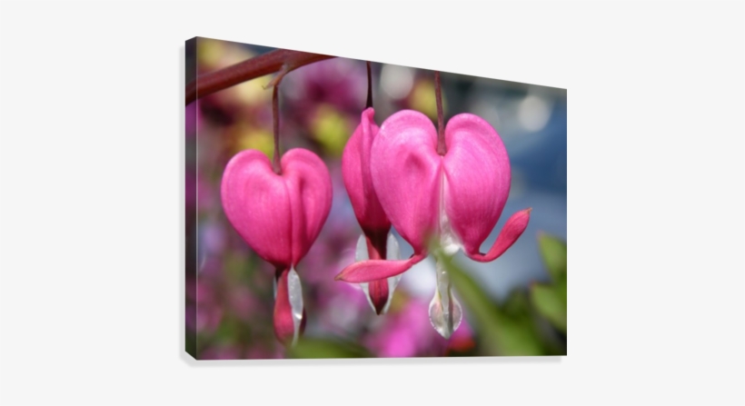 Bleeding Heart Flower Photograph Canvas Print - Canvas Print, transparent png #2212916