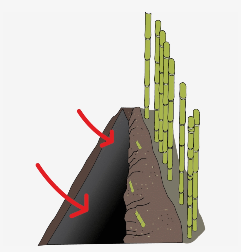 Place The Barrier Into The Dug Trench With 2” Exposed - Acanthocereus Tetragonus, transparent png #2213262