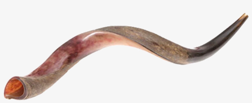 Yeminite Shofar - Yemenite Shofar, transparent png #2215384