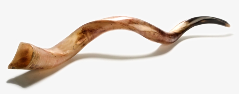 Shabbat - Yom Teruah Shofar Png, transparent png #2215527