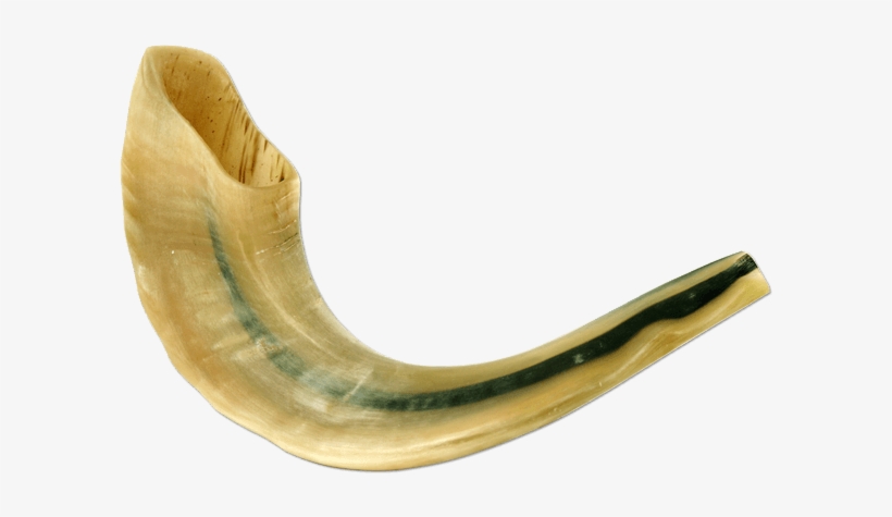 Polished Large Ram Horn Shofar - Shofar, transparent png #2215552
