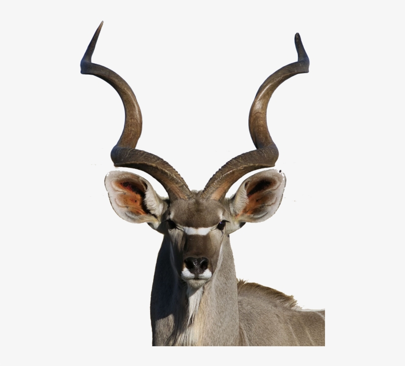 Cx - Kudu Painting, transparent png #2216188