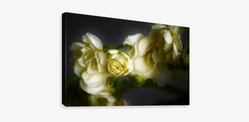 Fps-0016 Canvas Print - Garden Roses, transparent png #2217200