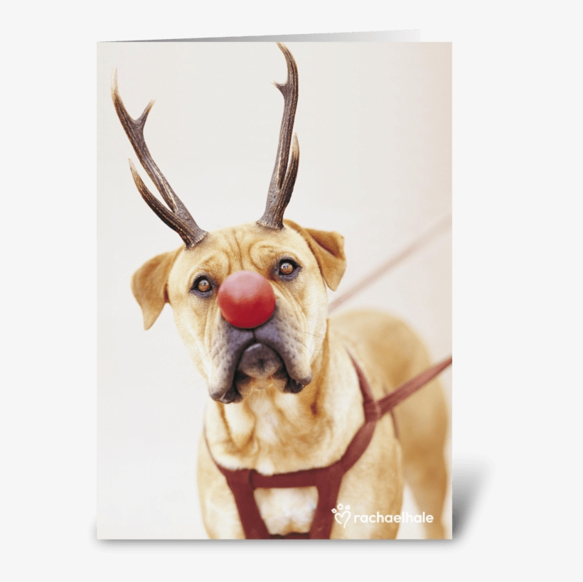 A Red Nose Will Get You Everywhere Greeting Card - Reindeer, transparent png #2217218