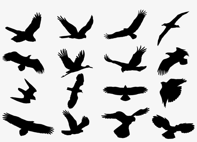 Bird Silhouette - Bird Cdr, transparent png #2219842