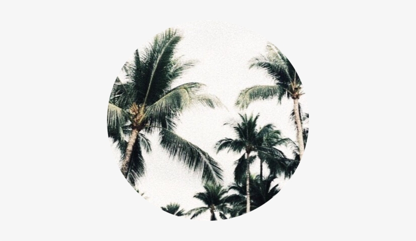 Palmeras Trees Green Circle Verde Circulo Arbol Nice - Circulo De Palmeras Png - Free Transparent PNG Download - PNGkey Palmeras Trees Green Circle Verde Circulo Arbol Nice - Circulo De Palmeras Png - Free Transparent PNG Download - PNGkey
