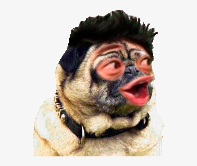 #bestnoviaeva Hashtag On Twitter - Arabian Camel, transparent png #2222659