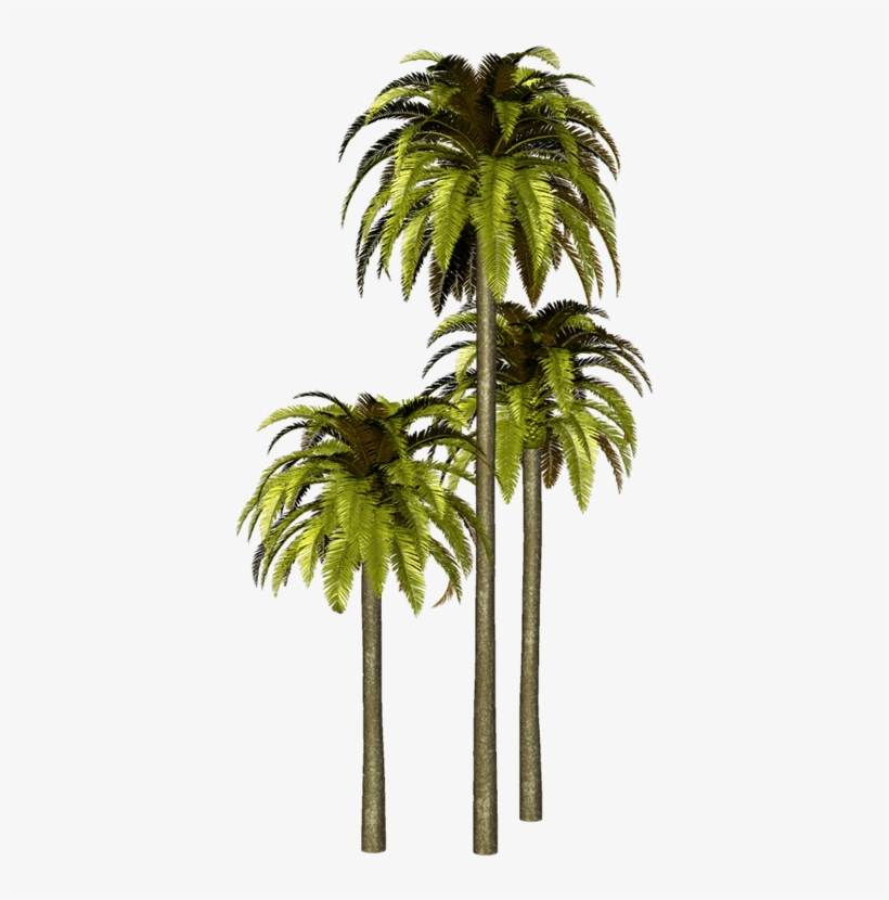 Palmeras Png Para Photoshop, transparent png #2222666