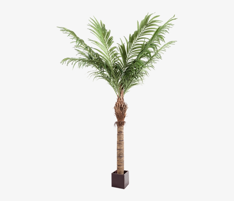 Palmera Artificial Alt - Palm Trees, transparent png #2222970
