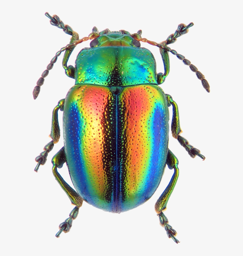 Chrysolina Fastuosa, transparent png #2223256