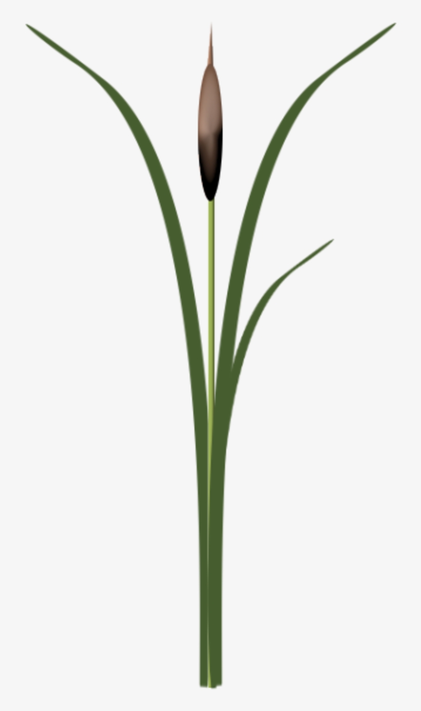 Rose Des Sables Png - Monocotyledon, transparent png #2223453