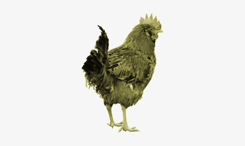 Our Planet Is In Trouble - Ser Una Gallina, transparent png #2225206