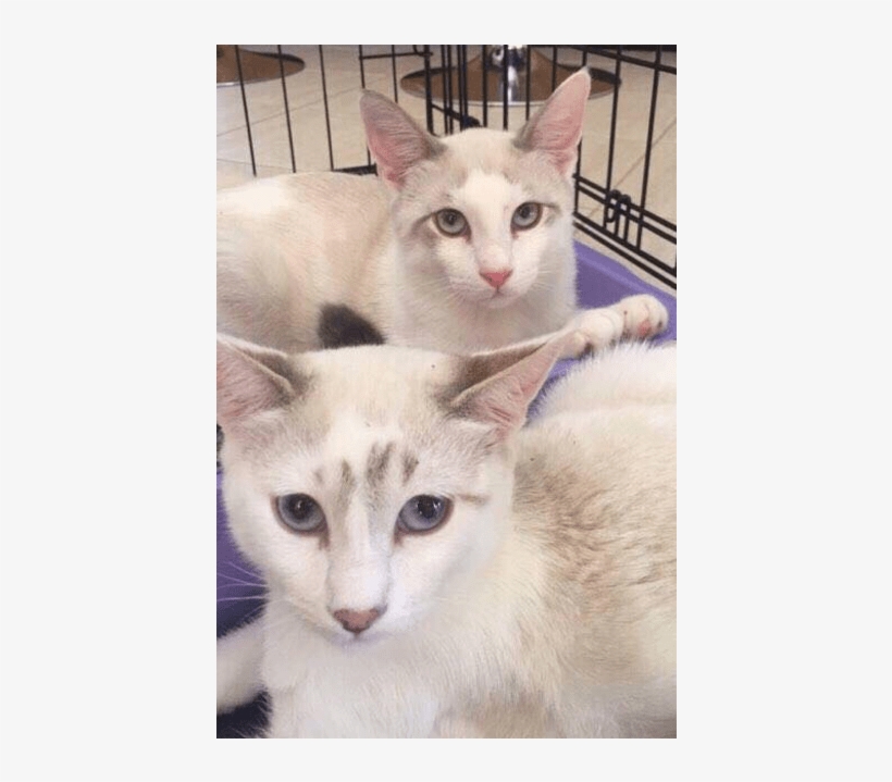 Photo Of Ak2277 & Ak2278 Dash & Knuckles - Domestic Short-haired Cat, transparent png #2226784