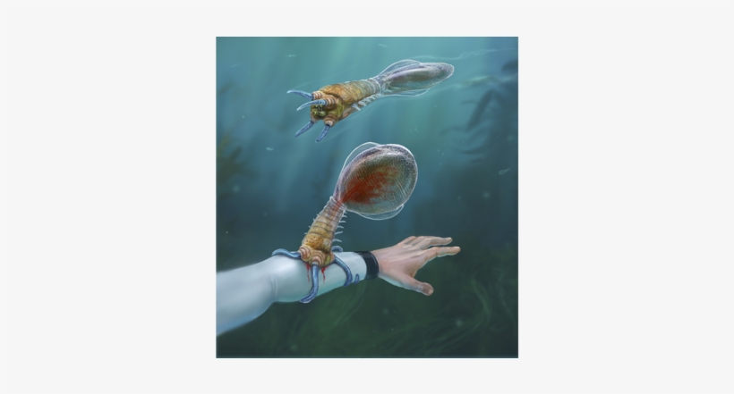 "a Combination Between A Leech And A Tick - Subnautica Fish, transparent png #2227004
