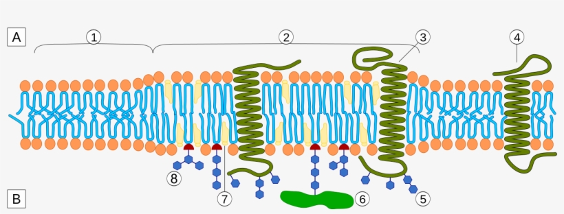 Lipid Rafts, transparent png #2228105