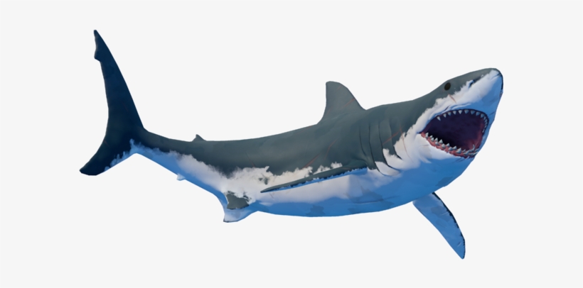 File - Shark1 - Requiem Shark, transparent png #2228861