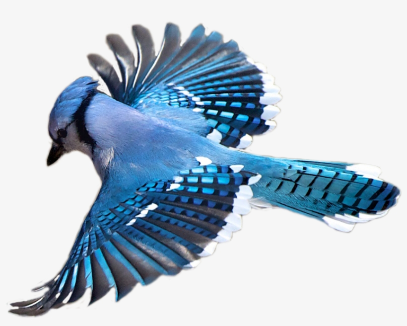 Birdwatching Blue Jay Flight - Blue Jay Png, transparent png #2236526