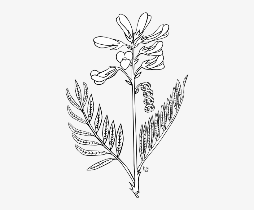 Ku Hedysarum Boreale Outline Clip Art Free Vector - Sketsa Gambar Bunga Lavender, transparent png #2237814