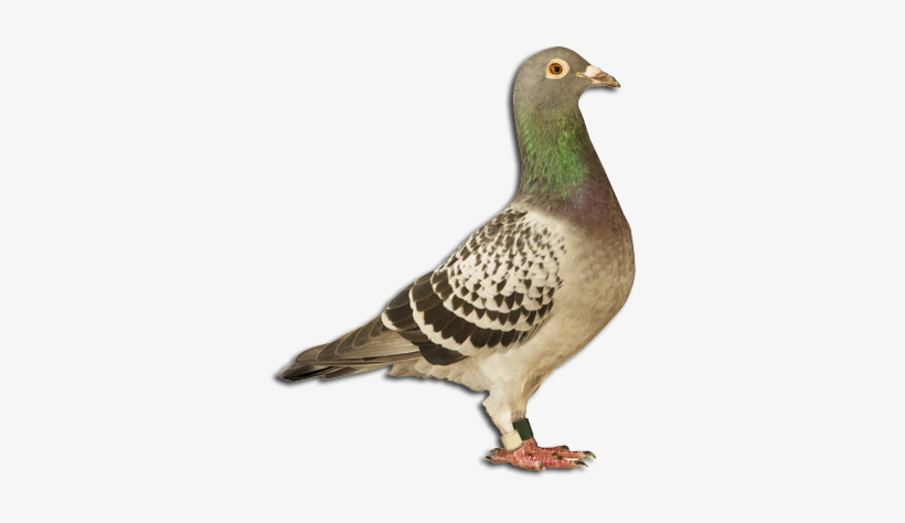 Homing And Racing Pigeons From Stock Top - Bird Full Body, transparent png #2240477