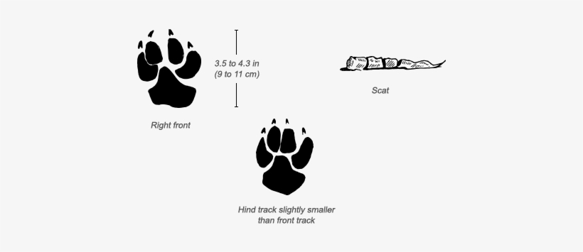 Spotted Hyena Tracks - Spotted Hyena Paw Print, transparent png #2242081