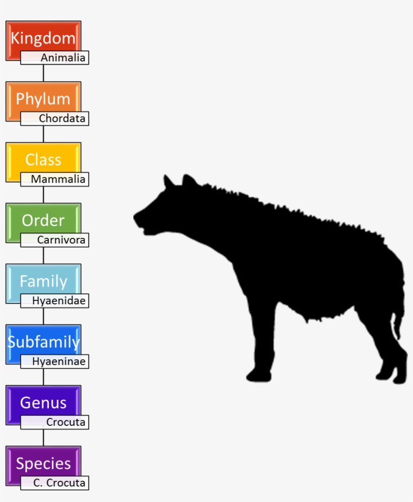 Taxonomy Of The Spotted Hyena - Uber Decals Vinyl Wall Decal Sticker Hyena 701 45x57, transparent png #2242146