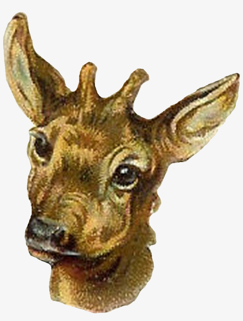 Antelope Digital Clip Art - Roe Deer, transparent png #2242162