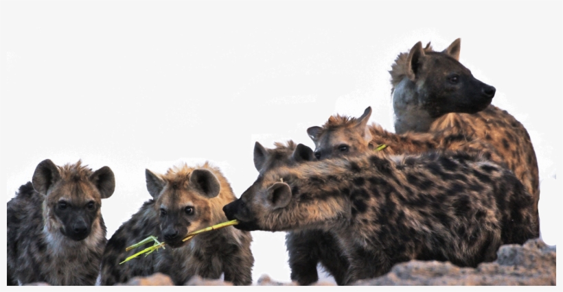 Hyena-4 - - Hyena, transparent png #2242258