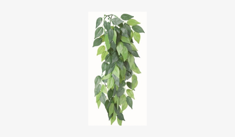 Hanging Plants Png Download - Trixie Silk Hanging Plant Ficus 20x50 Cm, transparent png #2242940