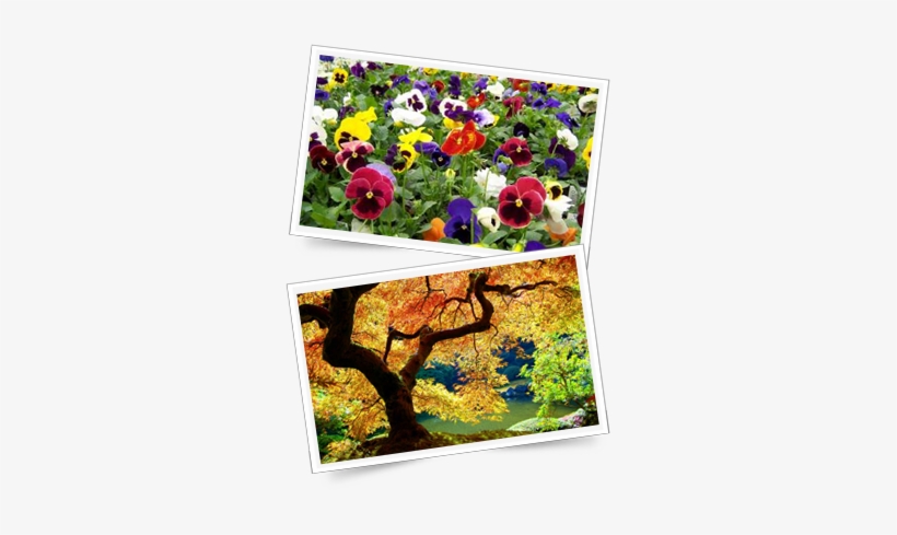 Autumn Hanging Baskets - Japanese Maple, transparent png #2243017