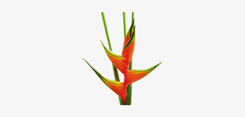 Heliconia - Transparent Lobster Claw Plant, transparent png #2243161