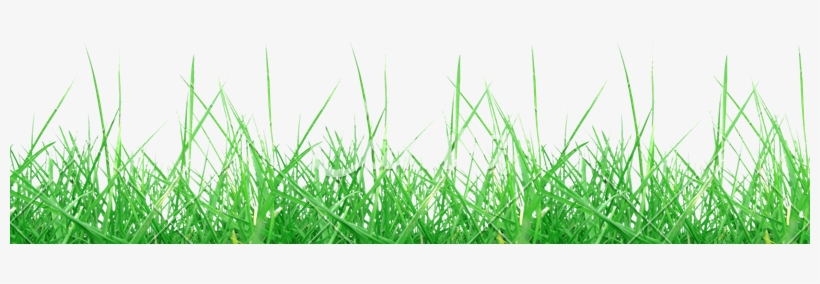 Grass Meadow Weed Transparent Background - Grass Transparent Background, transparent png #2243162