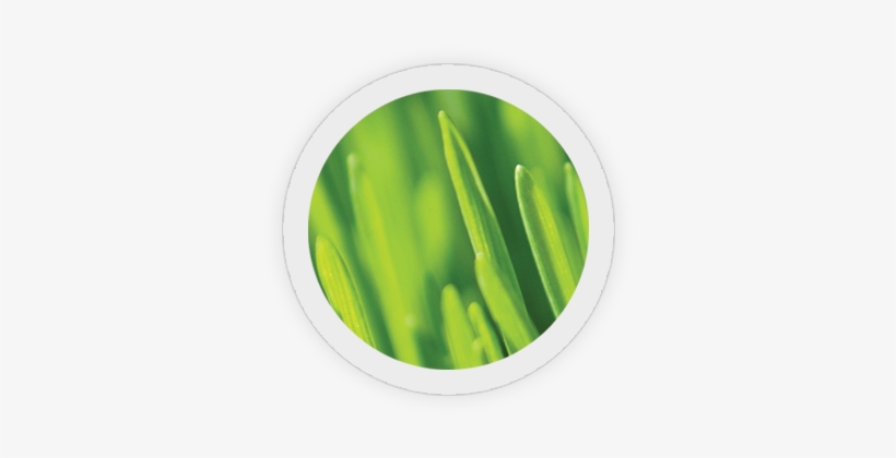 Lawn Care Program - Close-up, transparent png #2243279